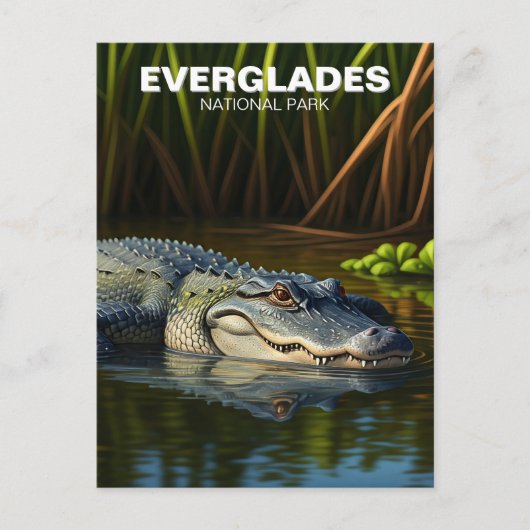 Alligator in het Everglades National Park Briefkaart (Voorkant)