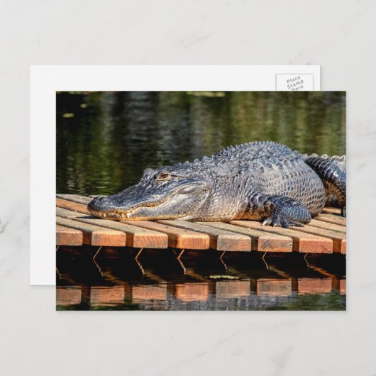 Alligator in het natuurpark Homosassa Springs Briefkaart (Voorkant / Achterkant)