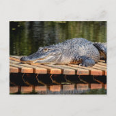 Alligator in het natuurpark Homosassa Springs Briefkaart (Voorkant)