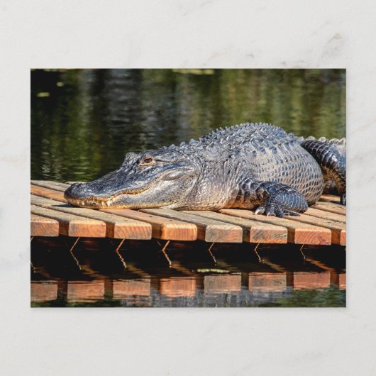 Alligator in het natuurpark Homosassa Springs Briefkaart (Voorkant)