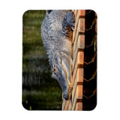 Alligator in het natuurpark Homosassa Springs Magneet (Verticaal)