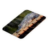 Alligator in het natuurpark Homosassa Springs Magneet (Linkerzijde)