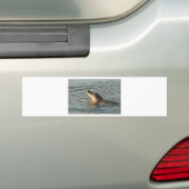 Alligator in het water. bumpersticker (Op auto)