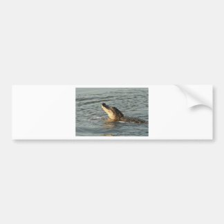Alligator in het water. bumpersticker