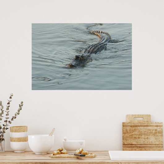 Alligator in het water poster (Keuken)