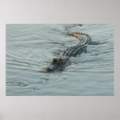 Alligator in het water poster (Voorkant)
