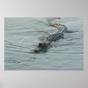 Alligator in het water poster
