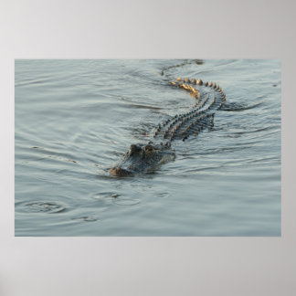 Alligator in het water poster