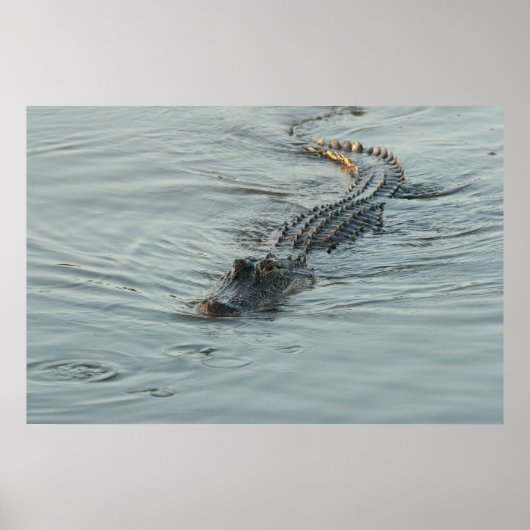 Alligator in het water poster (Voorkant)