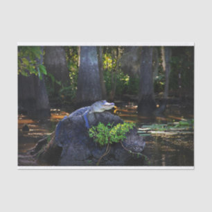 Alligator in moeras tissuepapier