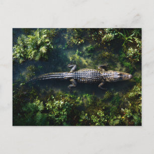 Alligator in ondiep wetlandwater briefkaart