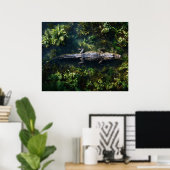 Alligator in ondiep wetlandwater poster (Thuiskantoor)