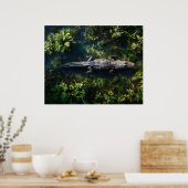 Alligator in ondiep wetlandwater poster (Keuken)