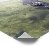 Alligator in The Blue Hole, Big Pine Key, Florida Poster (Hoek)