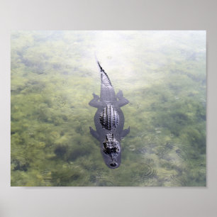 Alligator in The Blue Hole, Big Pine Key, Florida Poster