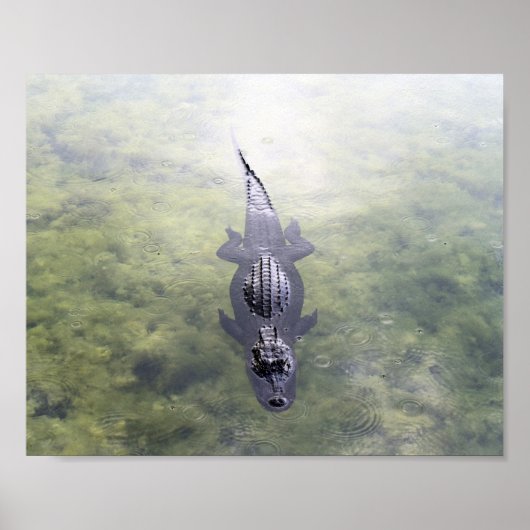 Alligator in The Blue Hole, Big Pine Key, Florida Poster (Voorkant)