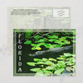 Alligator in The Everglades National Park, Florida Briefkaart (Voorkant / Achterkant)