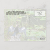 Alligator in The Everglades National Park, Florida Briefkaart (Achterkant)