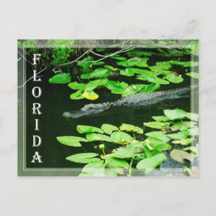 Alligator in The Everglades National Park, Florida Briefkaart