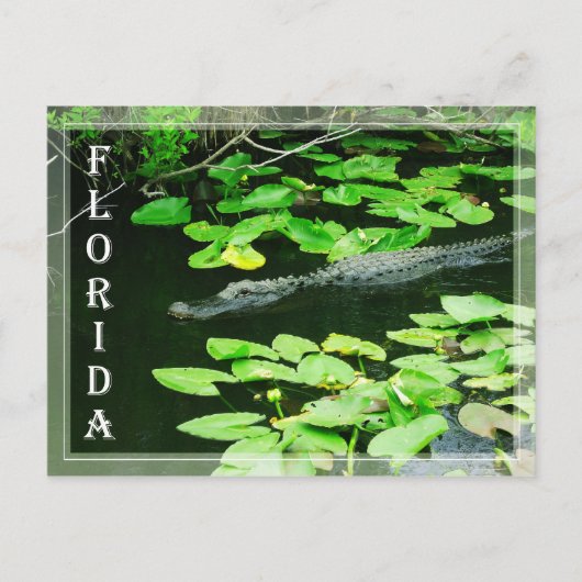 Alligator in The Everglades National Park, Florida Briefkaart (Voorkant)