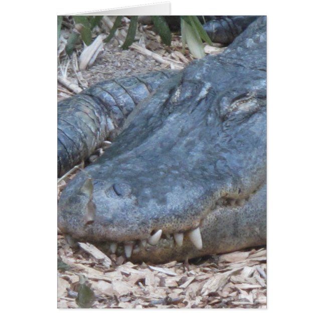 Alligator in zijn natuurlijke habitat (Voorkant)