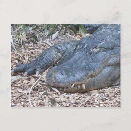 Alligator in zijn natuurlijke habitat briefkaart (Voorkant)