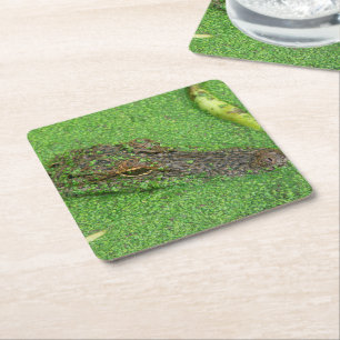 Alligator Kartonnen Onderzetters