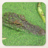 Alligator Kartonnen Onderzetters (Voorkant)