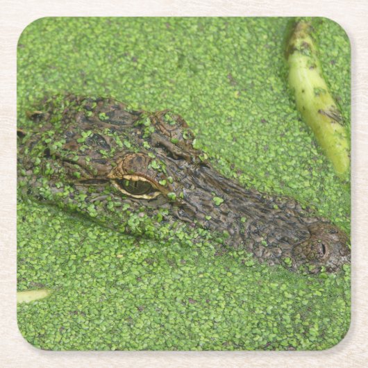 Alligator Kartonnen Onderzetters (Voorkant)