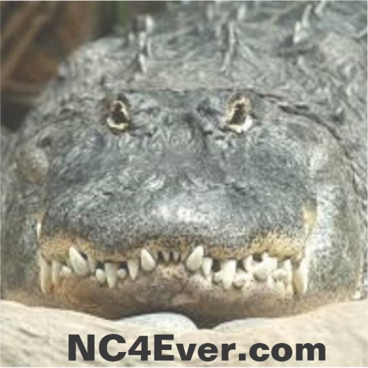 Alligator Laptop Sticker van NC4Ever.com (Voorkant)