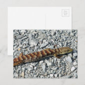 Alligator Lizard Briefkaart (Voorkant / Achterkant)