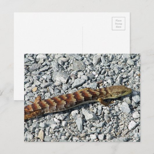 Alligator Lizard Briefkaart (Voorkant / Achterkant)
