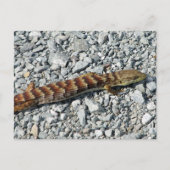 Alligator Lizard Briefkaart (Voorkant)