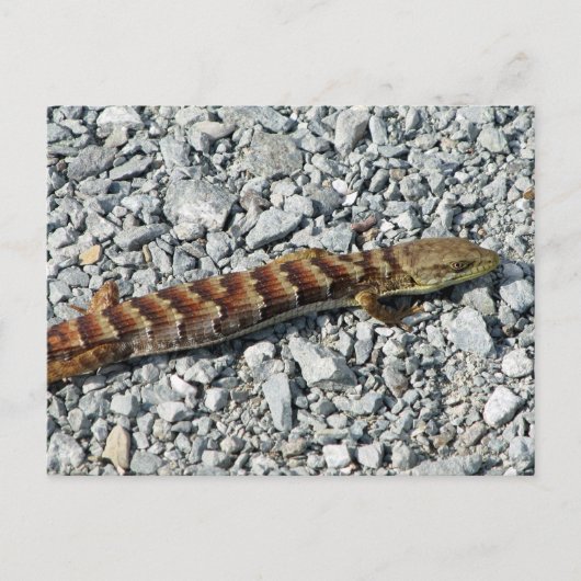 Alligator Lizard Briefkaart (Voorkant)