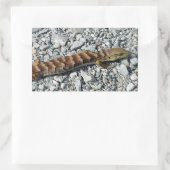 Alligator Lizard Stickers (Tas)