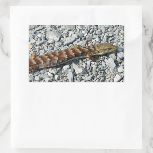 Alligator Lizard Stickers (Tas)