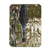 Alligator Lurking in de moeraswateren Magneet (Verticaal)