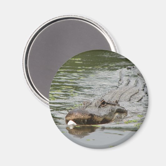 Alligator Magneet (Voorkant / Achterkant)