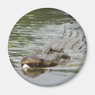 Alligator Magneet