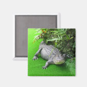 Alligator Magneet (Voorkant / Achterkant)