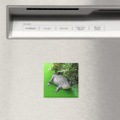 Alligator Magneet (Insitu (Vaatwasser))