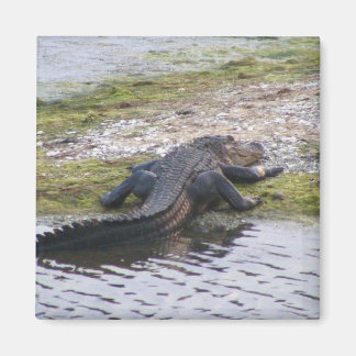 Alligator Magneet