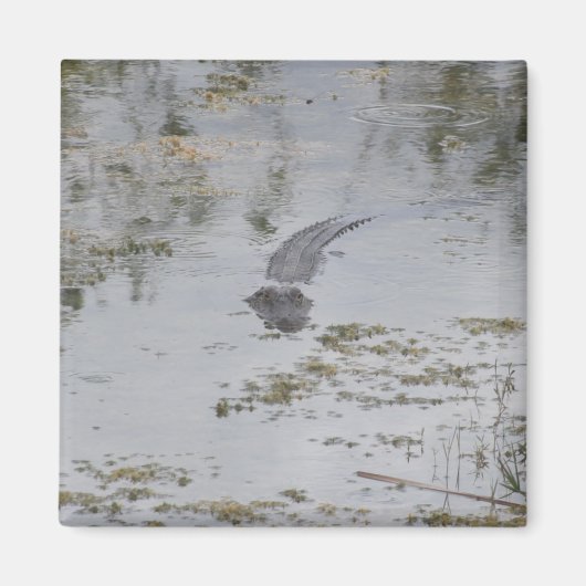 Alligator Magnet (Voorkant)