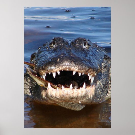 Alligator Mississipiensis Poster (Voorkant)