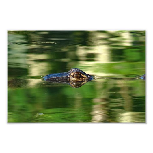 Alligator onder water foto afdruk (Voorkant)