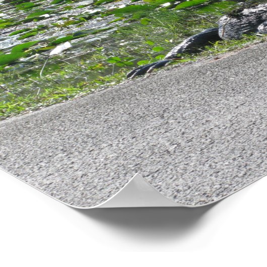 Alligator op Alligator Alley, Fl Poster (Hoek)