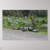 Alligator op Alligator Alley, Fl Poster (Voorkant)