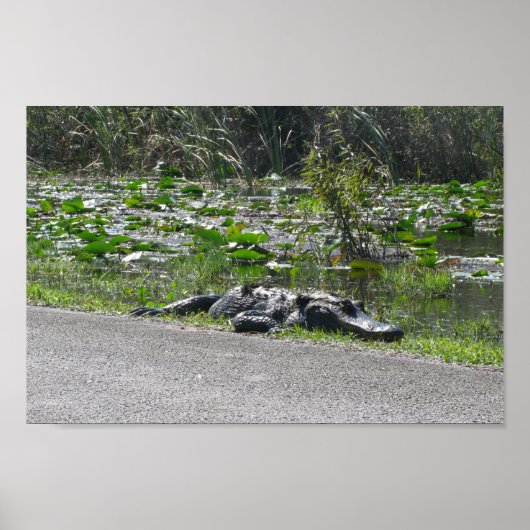 Alligator op Alligator Alley, Fl Poster (Voorkant)