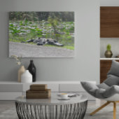 Alligator op Alligator Alley, Fl Poster