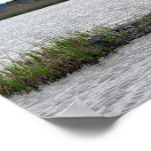 Alligator op Beer Island, South Carolina Poster (Hoek)